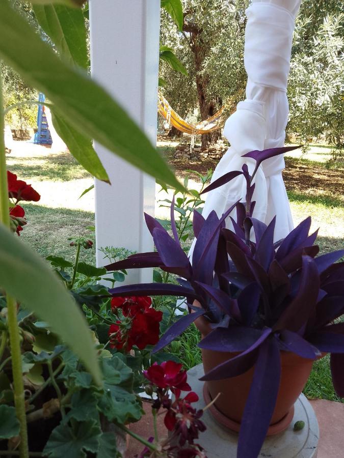 Golden Vali House Διαμέρισμα Κοίνυρα Εξωτερικό φωτογραφία
